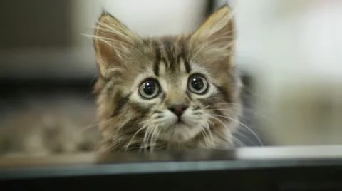 Curious Cat Stock Footage 12183718