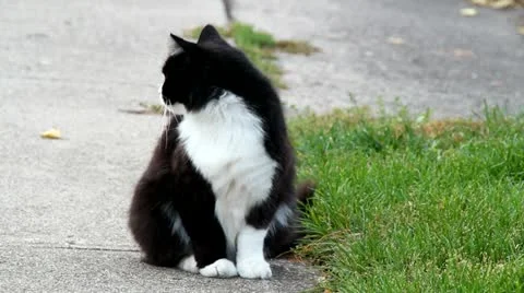 Curious Cat 動画素材 12379280