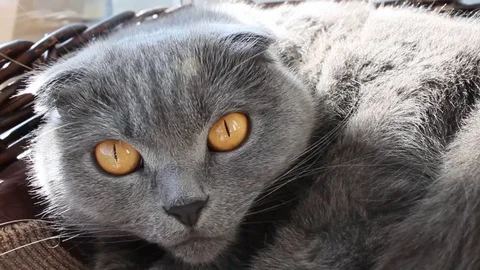 Curious cat Stock Footage 106182196