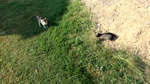 A curious cat Stock Footage 143257237