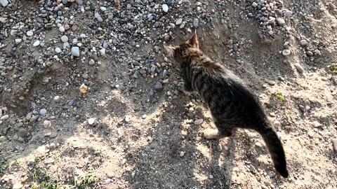 A curious cat Stock Footage 143257333