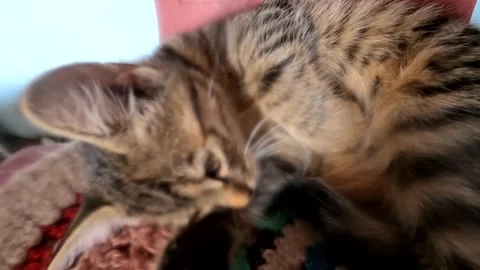 A curious cat Stock Footage 143257651