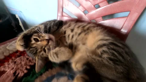 A curious cat Stock Footage 143257682