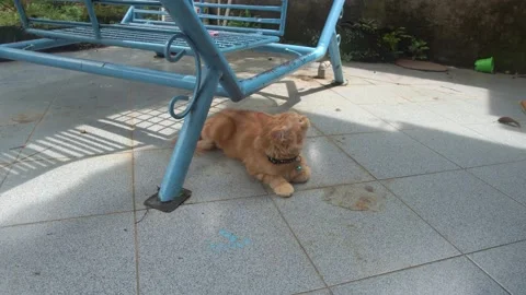 Curious Cat Stock Footage 184460206