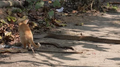 Curious Cat Stock Footage 333913655