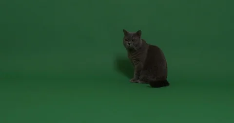 The curious cat going after something Stock Footage 102993058