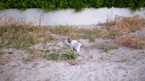 A curious cat is happily exploring a sandy terrain full of interesting sights Stock Footage 312523659