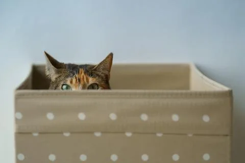 Curious cat has climbed into storage box, looks out playing hunting for a toy Stock Photos