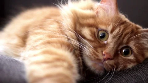 Curious cat hears a voice Stock Footage 74398029