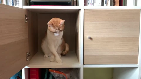 Curious cat hide inside the cupboard Stock Footage 194214760