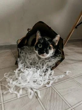 A curious cat inside a gift bag, with wide eyes and perked ears, looking out  Stock Photos