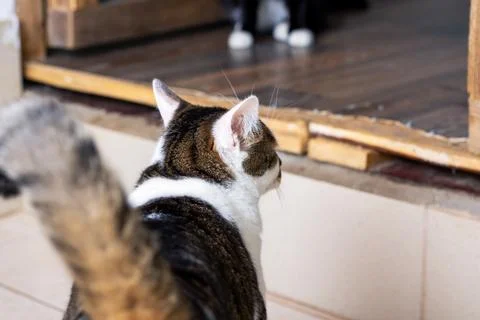 A curious cat is intently looking at its own reflection in a mirror Stock Photos