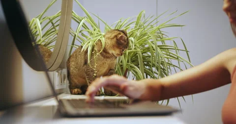 Curious Cat Interacting with Human Near Computer Stock Footage 275369330
