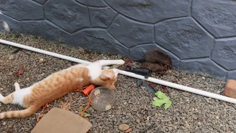 Curious cat interacts with a slow-moving rat, gently poking it with its paw. Stock Footage 313817345