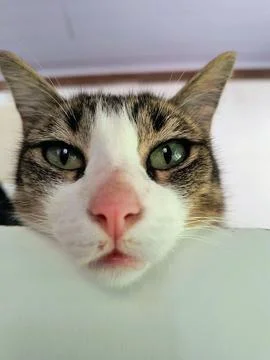Curious cat with intriguing look 写真素材