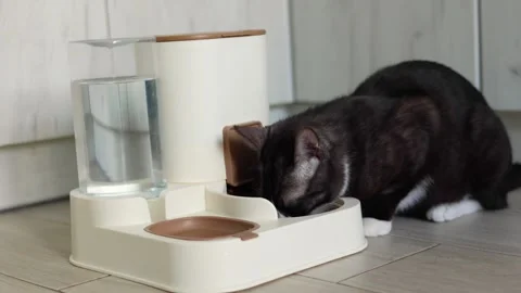 A Curious Cat is Investigating its Automatic Feeder with great interest and Stock Footage 327373187