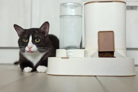 A Curious Cat is Investigating its Automatic Feeder with great interest and Stock Photos