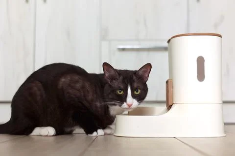 A Curious Cat is Investigating its Automatic Feeder with great interest and Foto stock