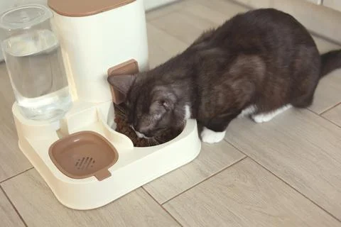 A Curious Cat is Investigating its Automatic Feeder with great interest and Stock Photos