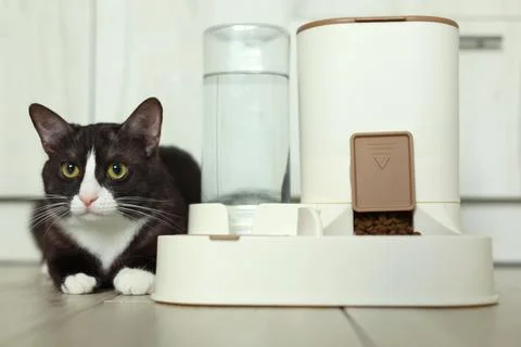 A Curious Cat is Investigating its Automatic Feeder with great interest and Stock Photos