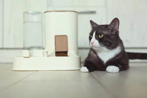 A Curious Cat is Investigating its Automatic Feeder with great interest and Foto stock