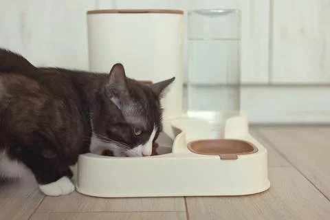 A Curious Cat is Investigating its Automatic Feeder with great interest and Foto stock