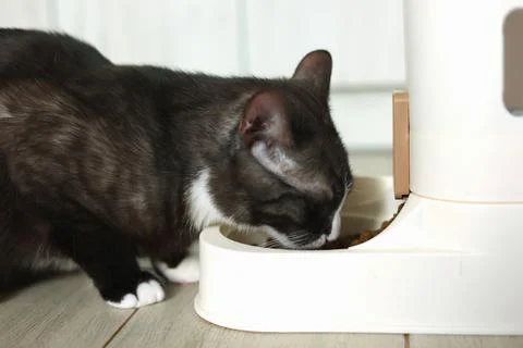 A Curious Cat is Investigating its Automatic Feeder with great interest and Foto stock