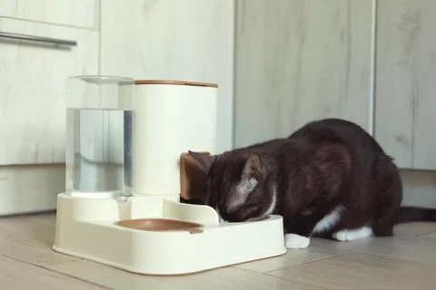 A Curious Cat is Investigating its Automatic Feeder with great interest and Foto stock