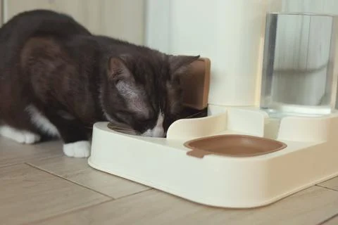 A Curious Cat is Investigating its Automatic Feeder with great interest and Stock Photos