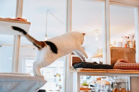 Curious cat leaps between cat furniture in bright home interior, reaching t.. Foto stock