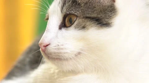 Curious cat leaves slow-mo Stock Footage 56317403