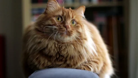 Curious Cat is Looking Up and Down 스톡 동영상 87087185