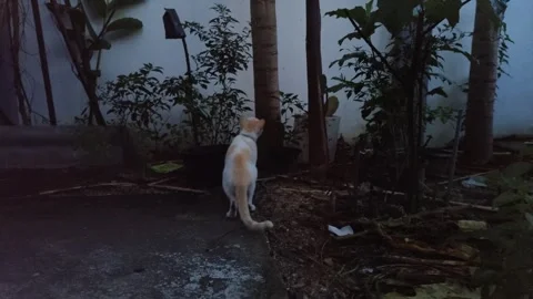 Curious cat looking around and exploring in garden outdoors Stock Footage 348045710