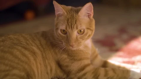 Curious Cat looking around Stock Footage 124993745