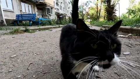 Curious cat looking into camera with destroyed building at background in Ukraine Stock Footage 343283876