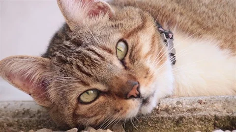 Curious cat looking the camera Vidéo 79567654