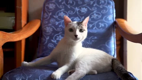 Curious cat looking at the camera Stock Footage 124573698