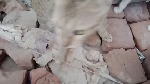 Curious Cat Looking Directly Into the Camera Stock Footage 346568400