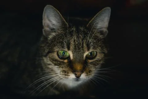 A curious cat looking into the distance in the evening in the dark Stock Photos