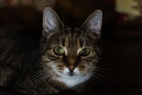 A curious cat looking into the distance in the evening in the dark Stock Photos