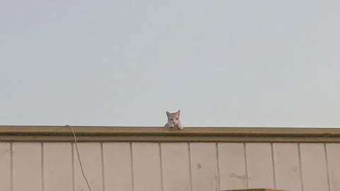Curious Cat Looking Down From the Roof Stock Footage 346267364