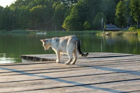 Curious cat looking into the lake surrounded by nature Stock Photos