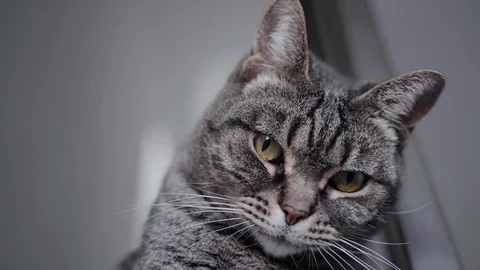 Curious cat looking out the window Video stock 122336878