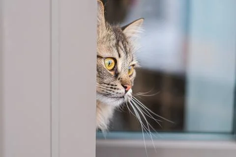 Curious cat looking out window. Pet animal watching outside. Cute feline Stock Photos