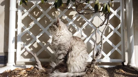 Curious cat looking up, silver color Stock Footage 126282523