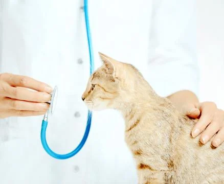 Curious cat looking at stethoscope on a visit to vet. Stock Photos