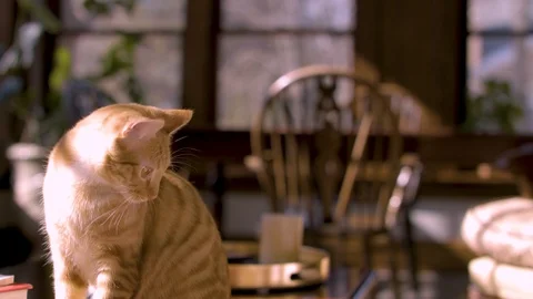 Curious Cat looking up from table Stock Footage 124993684