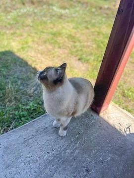 Curious cat looking up while standing on porch Foto stock