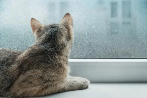 Curious cat looking to a window in rainy weather. Stock Photos