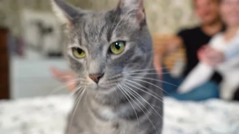 Curious cat looks into the camera. Stock Footage 229652421